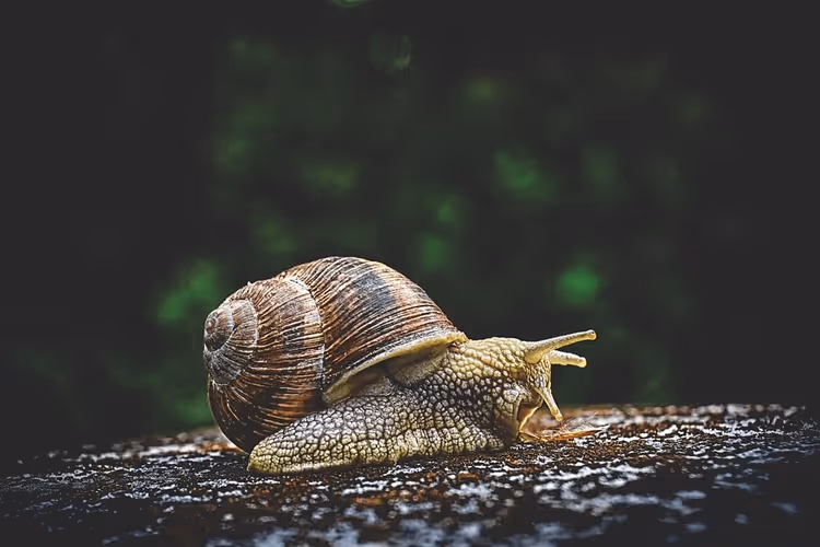WordPress-Seiten-Geschwindigkeitstest-Ergebnisse im Pingdom-Tool