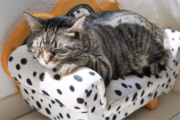 🐶 12 Temas WordPress para lojas de animais em 2026: análise honesta