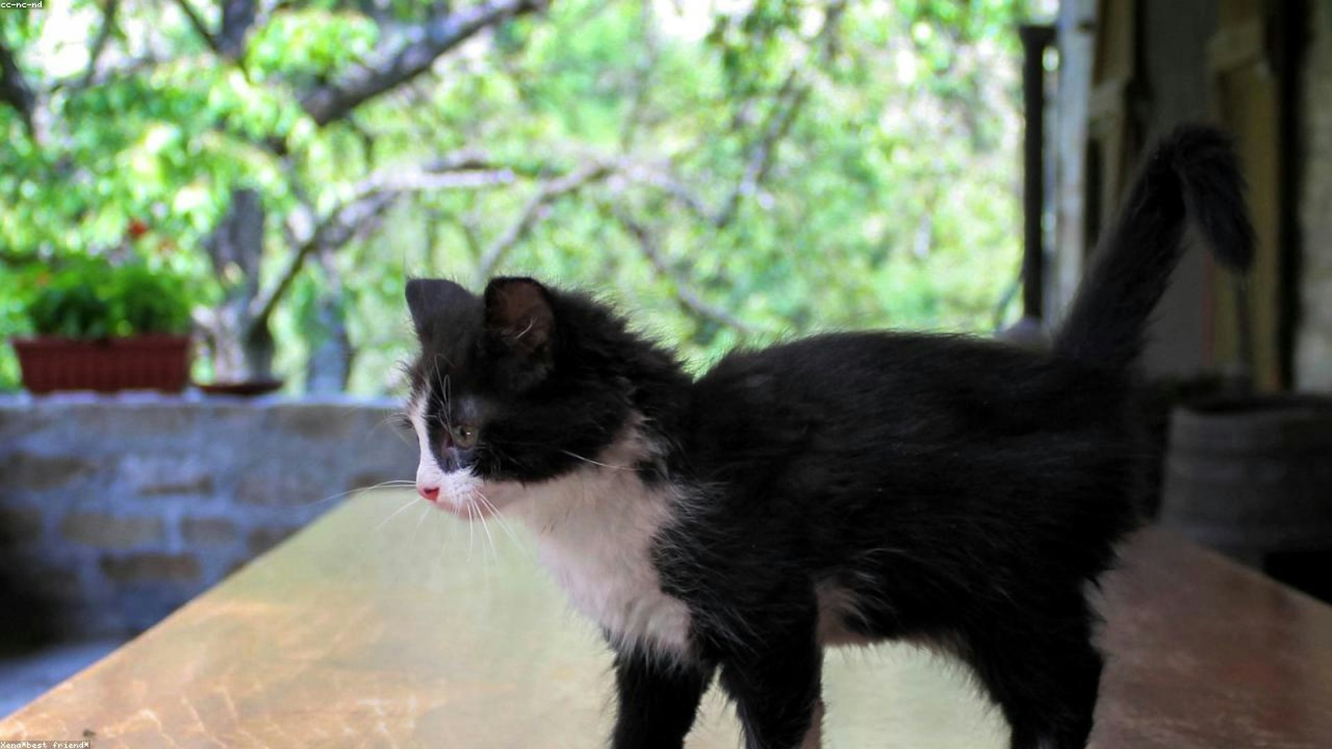 Random cat image sourced from Flickr via Lorem Flickr