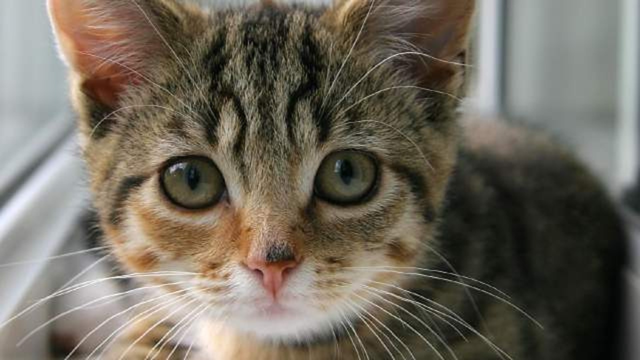 Adorable kitten placeholder image