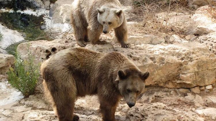 Kuvakaappaus Placebear-palvelusta ja karhukuvasta