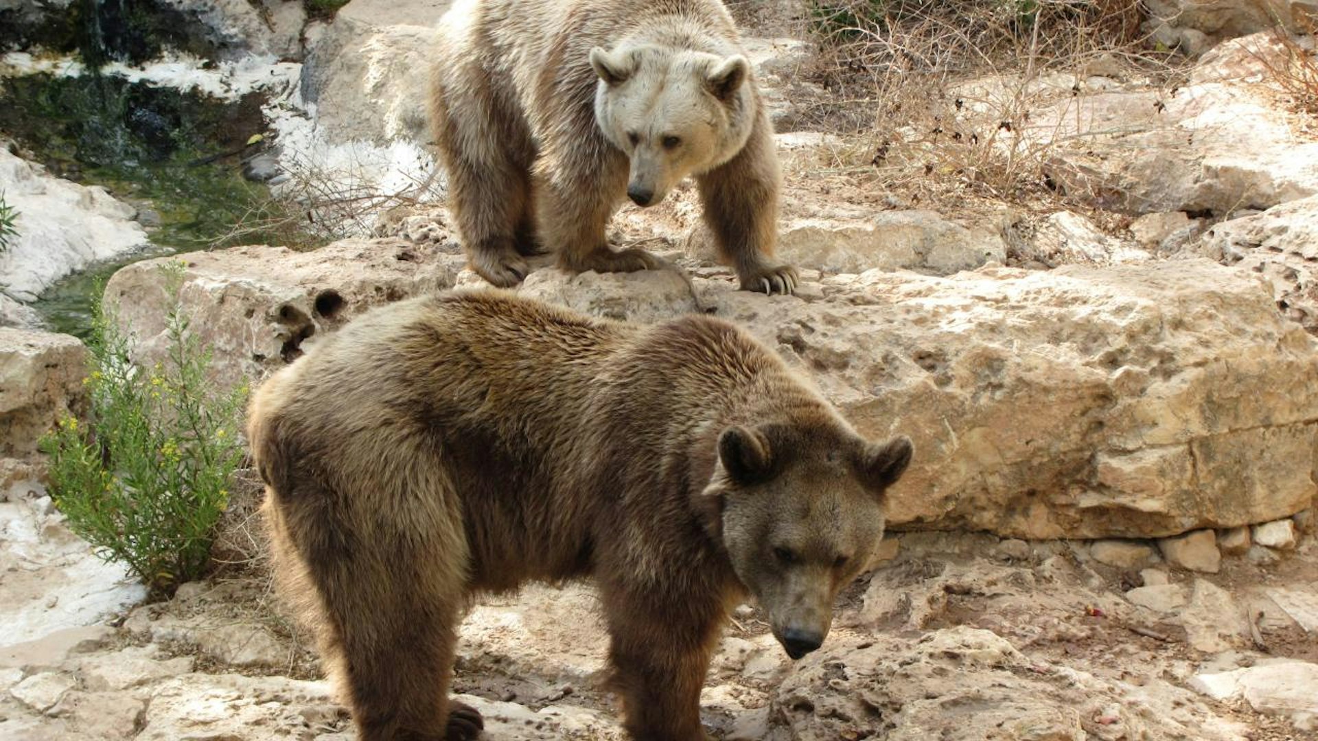 Photo of a brown bear in nature